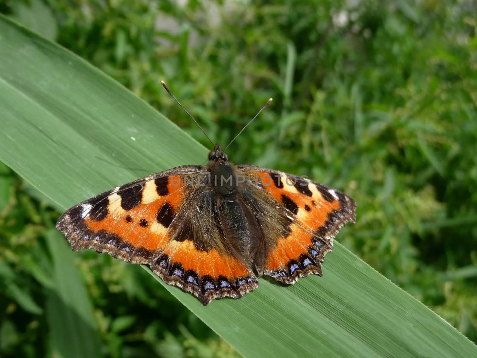 Butterfly on grass sheet by tomatto