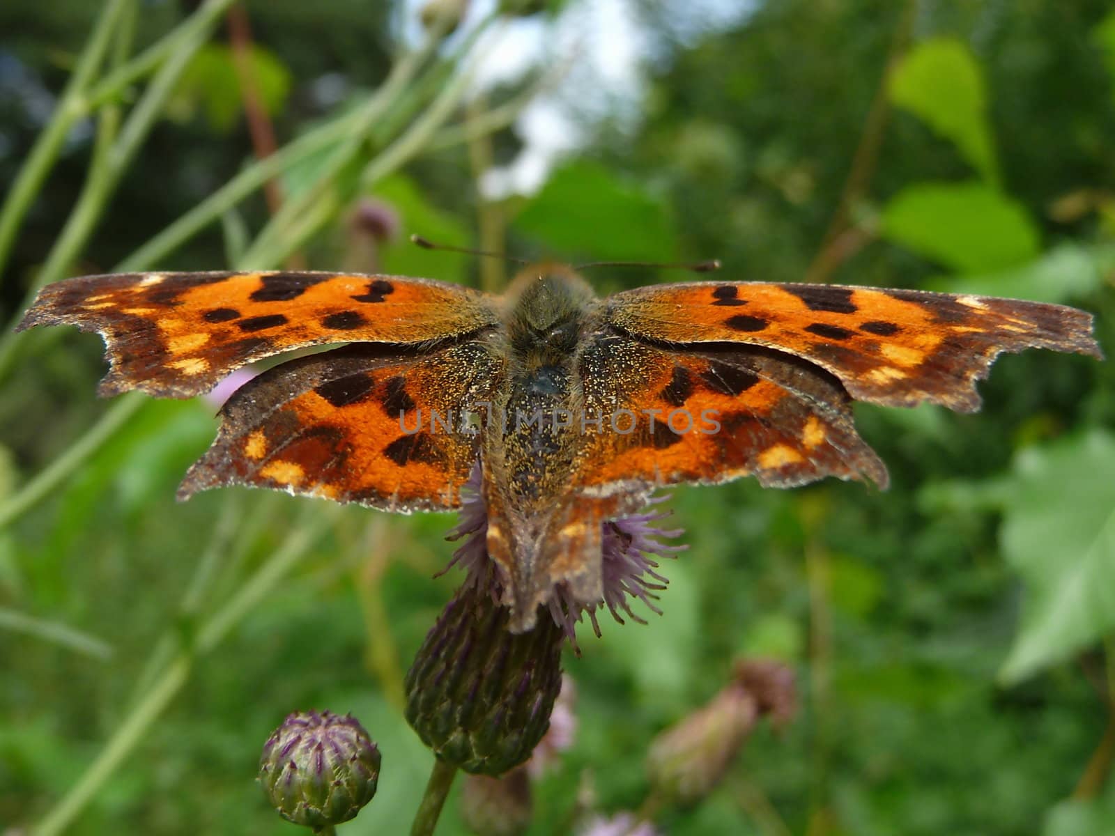 Very beautiful motley orange butterfly in field