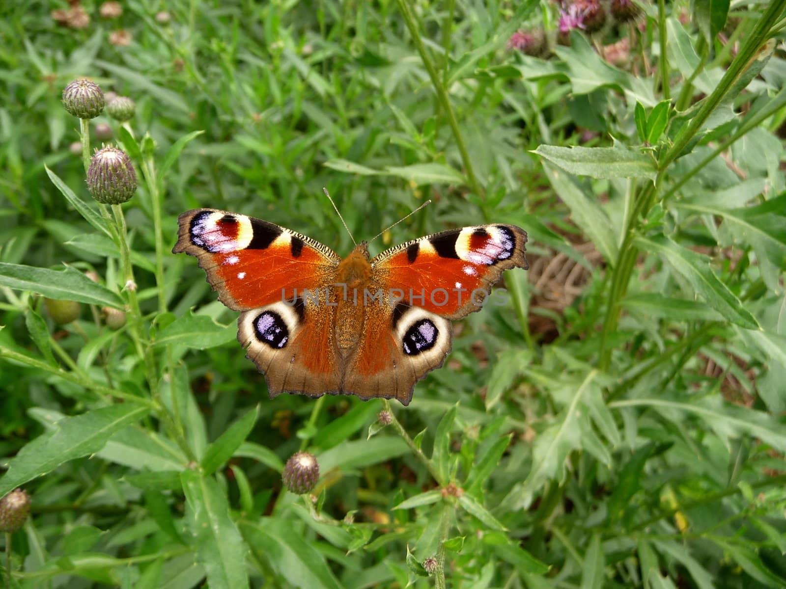 Very beautiful peacock butterfly on grass in field