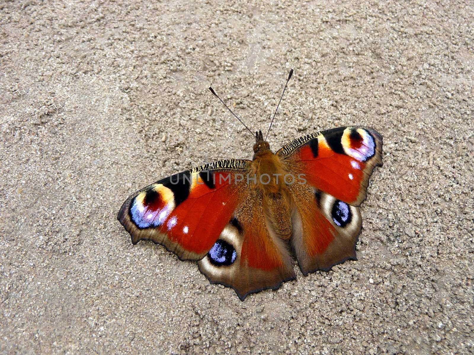 Peacock butterfly on ground by tomatto