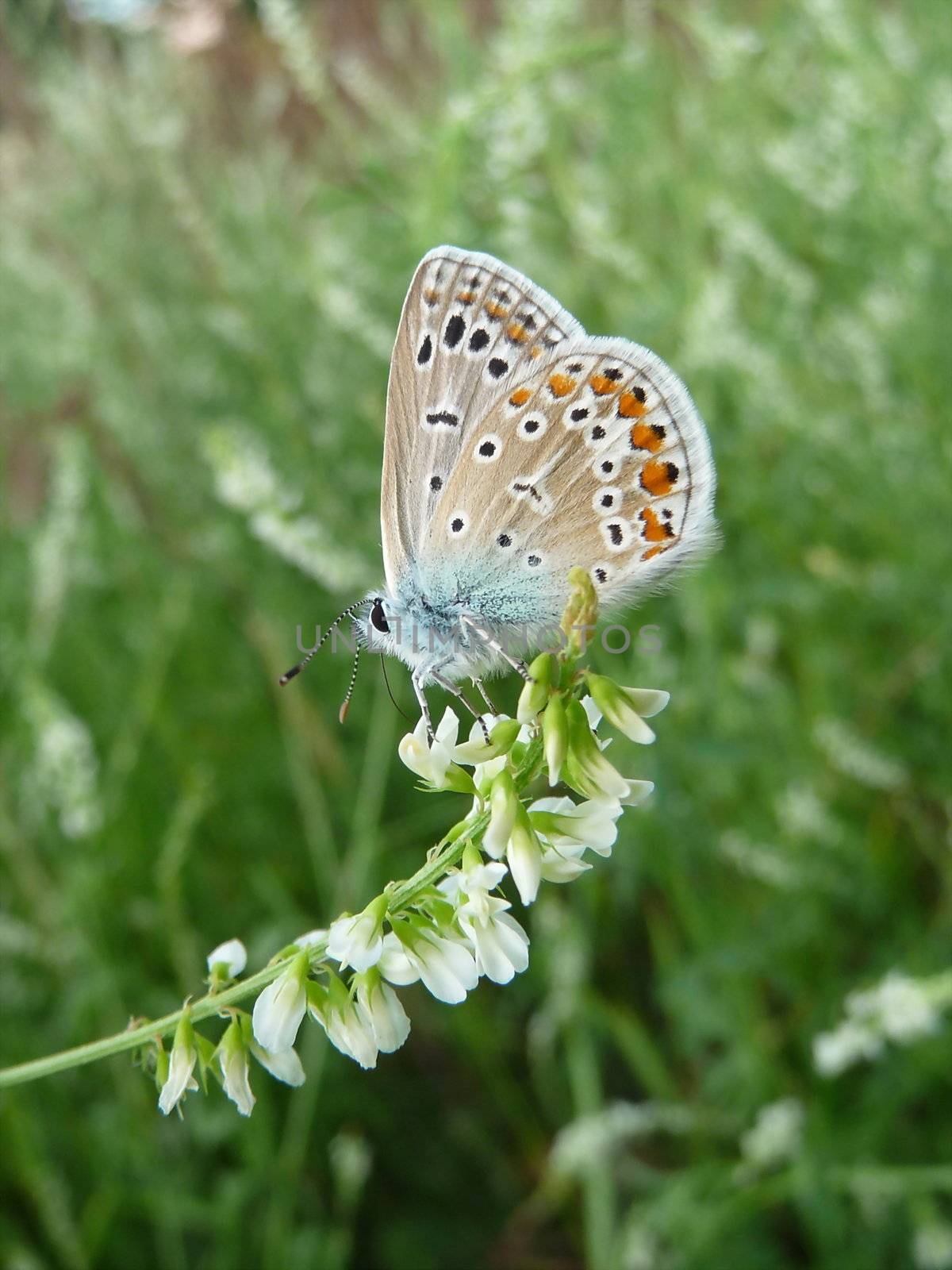 Small butterfly with spots on wings by tomatto