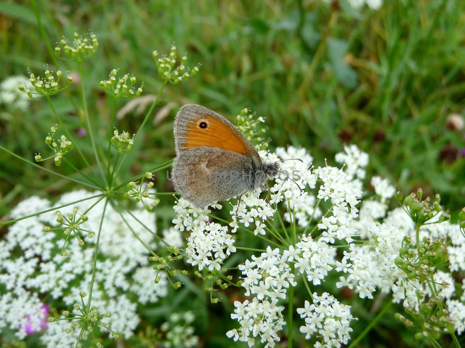 Small butterfly with eye on the wing sits on flowers