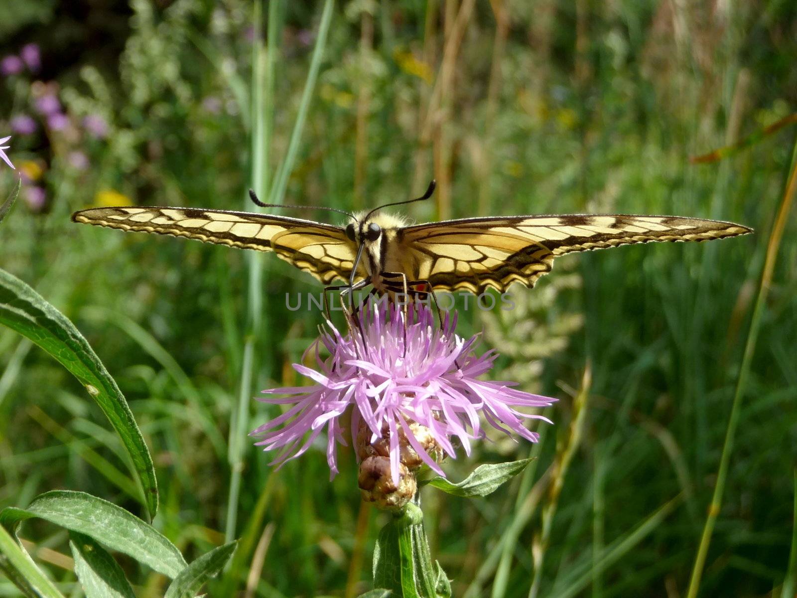 Swallowtail butterfly on the flower in field