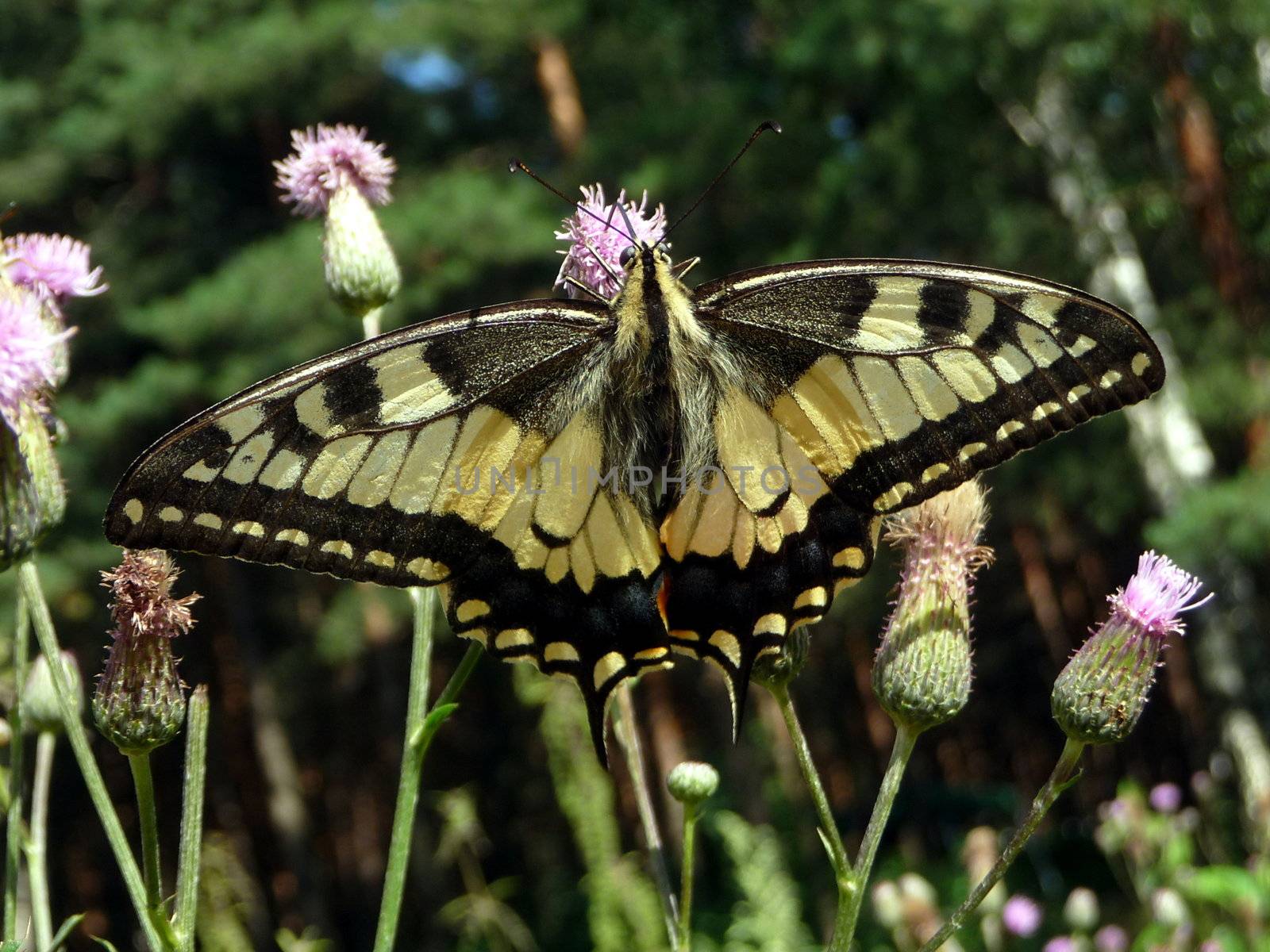 Large beautiful swallowtail butterfly with tongue on the flower