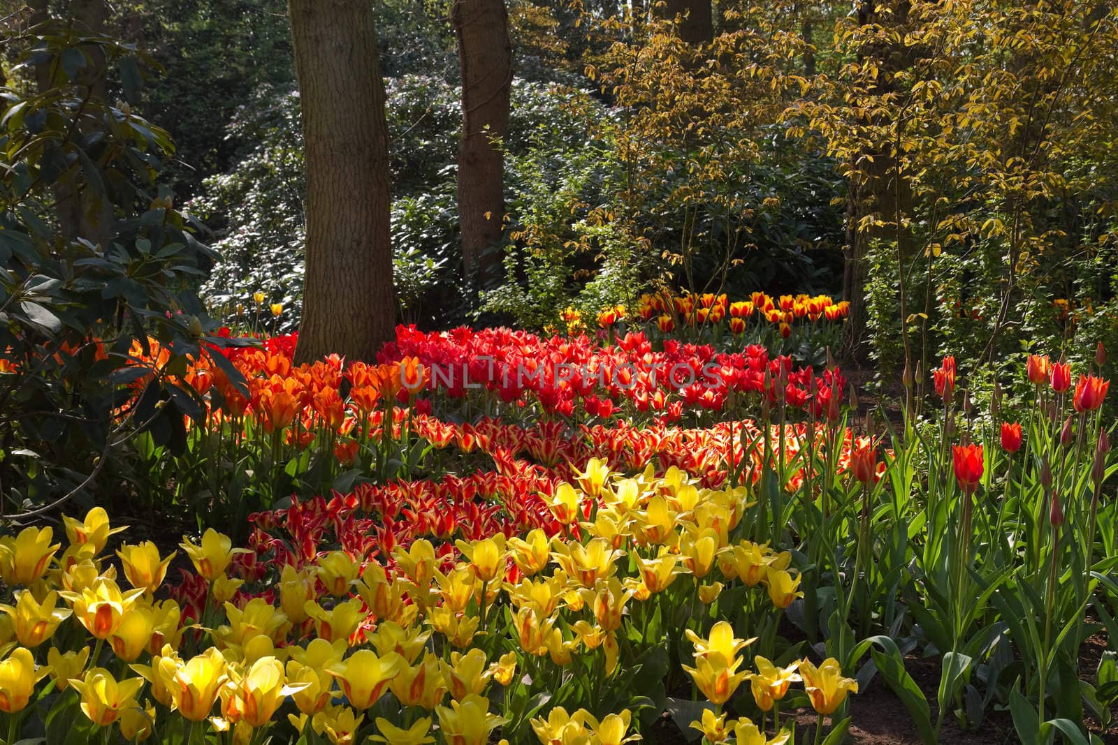 Lots of colorful tulips under trees in garden  in spring 