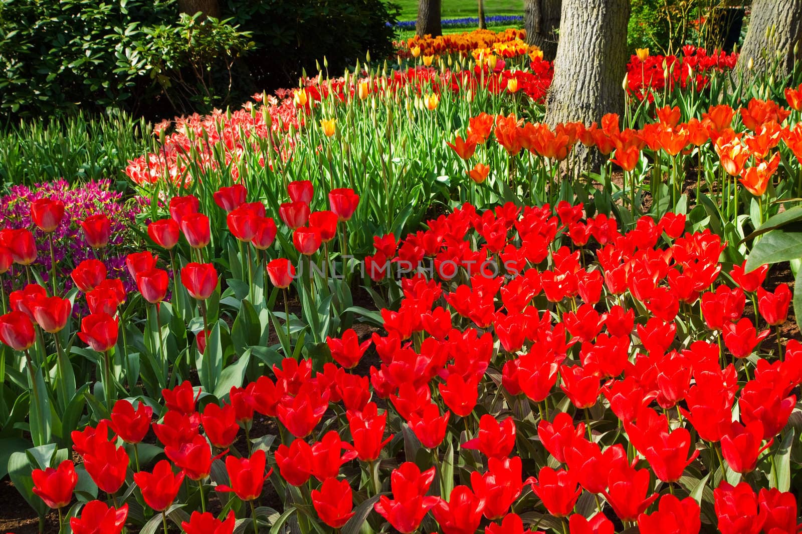 Flowerbed with flamy red and orange tulips in park in spring