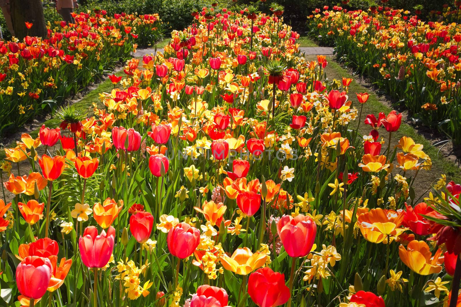 Flower-beds in garden with a mix of colorful tulips and daffodils in spring