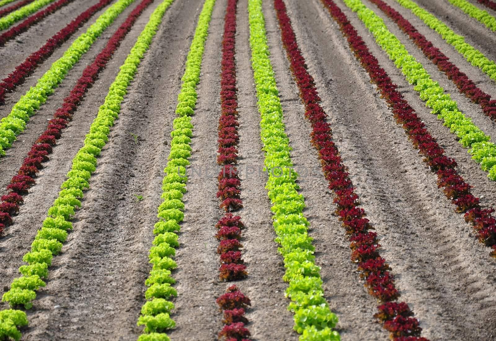 Lettuce field