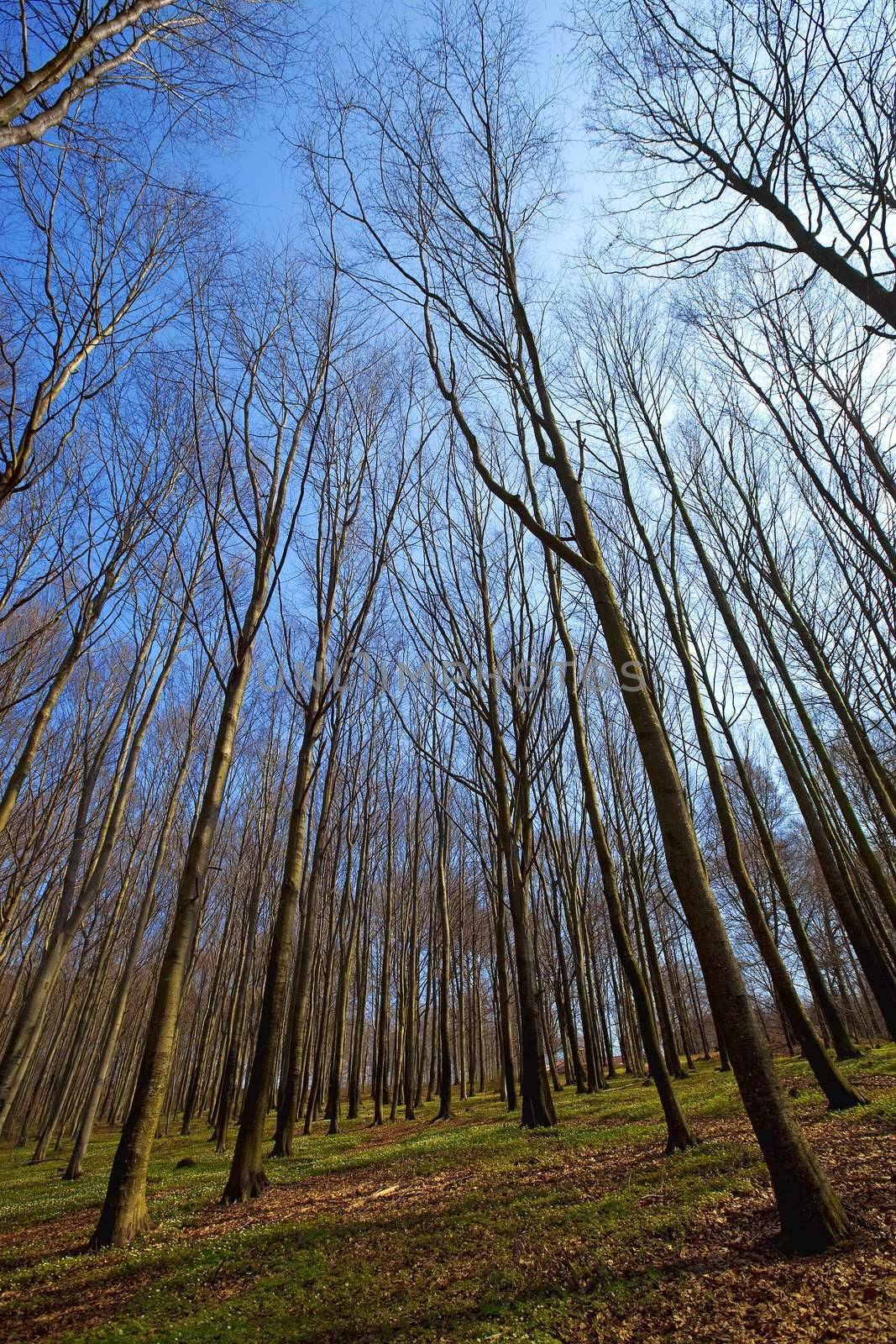 A beech forest in the spring with anemone nemorosas