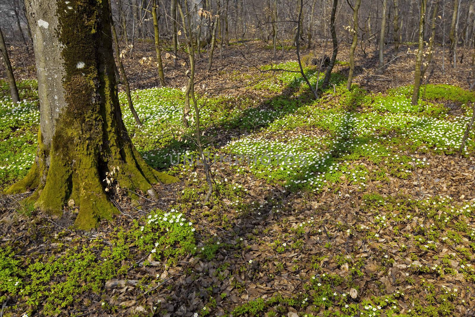 A beech forest in the spring with anemone nemorosas