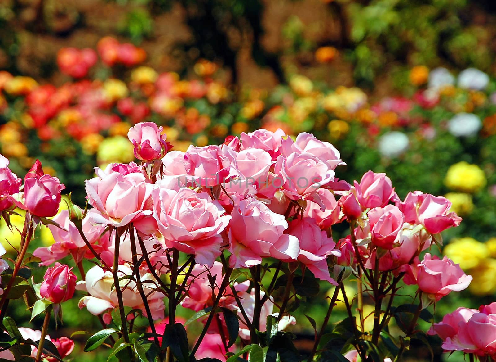 Beautiful garden of pink roses