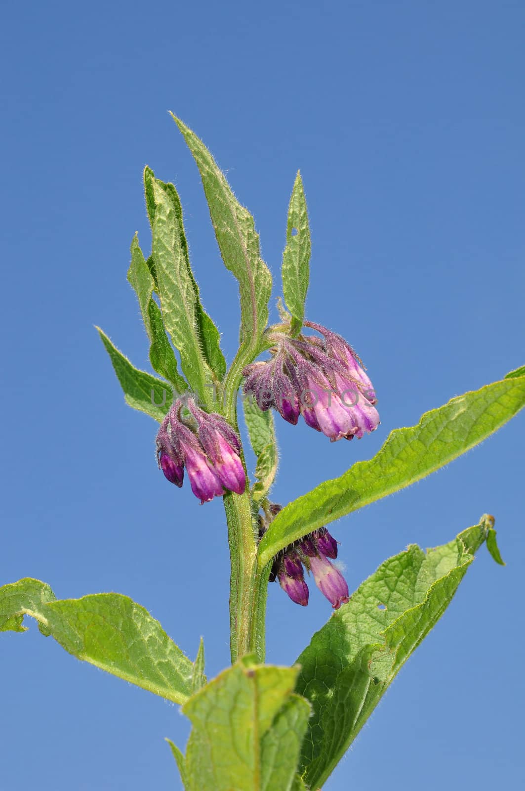 Comfrey (Symphytum officinale)