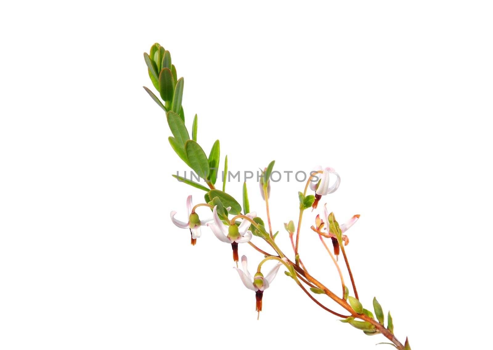 Cranberry flowers (Vaccinium macrocarpon)