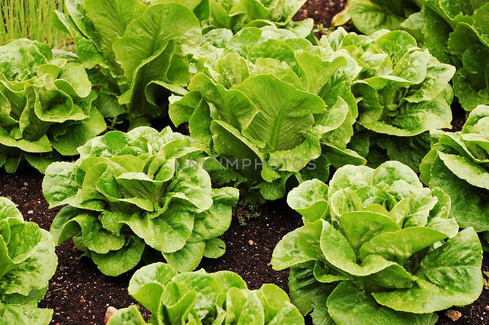 Fresh romaine lettuce in garden