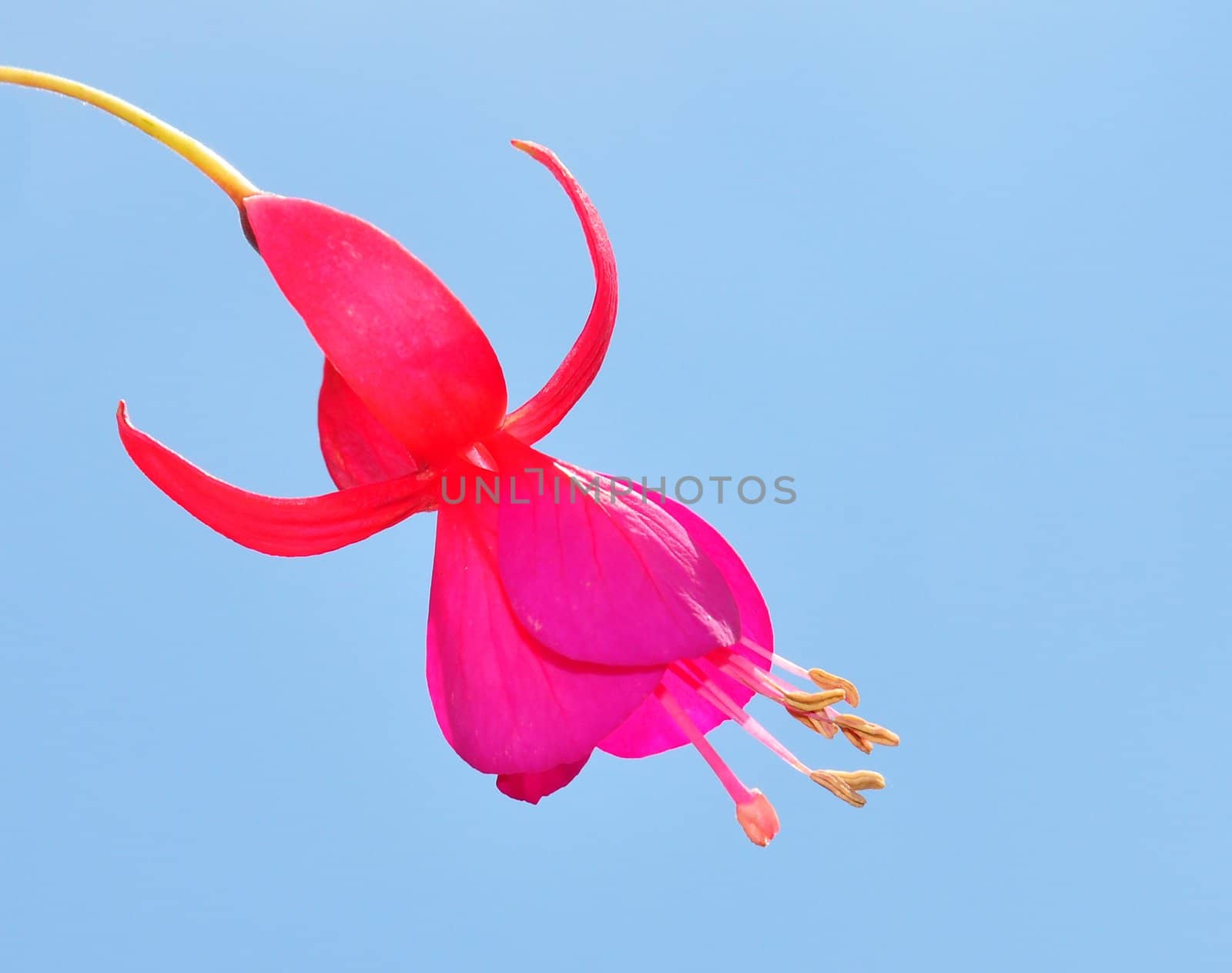 Fuchsia flower