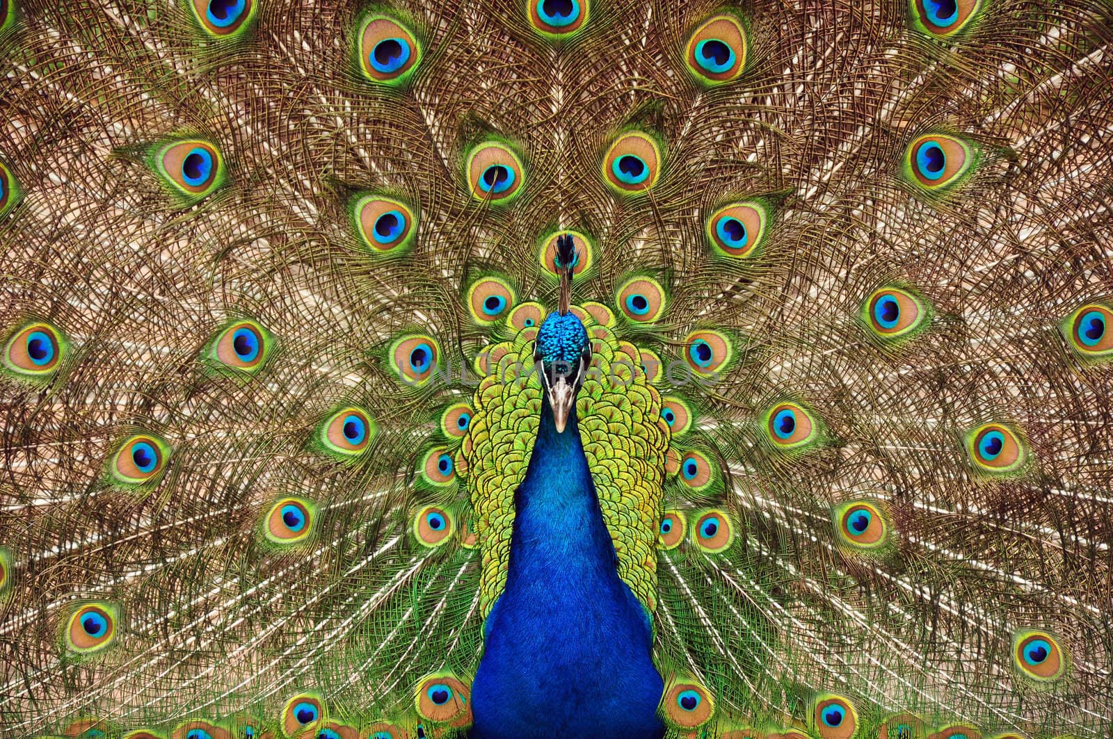 Colorful make peacock displaying tail feathers