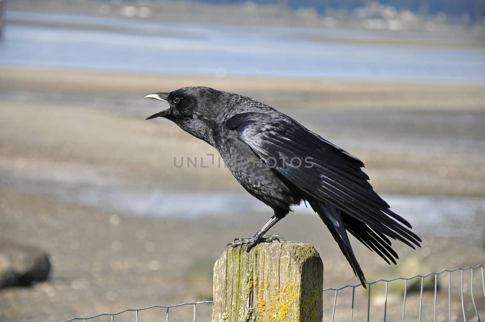 Black crow perched on post