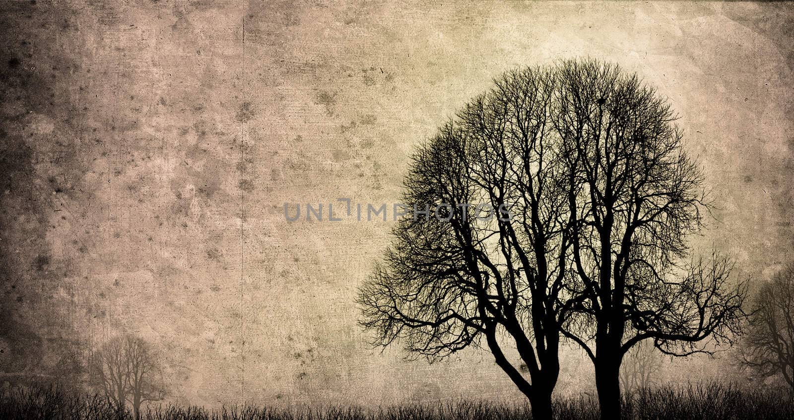 old trees by Hasenonkel