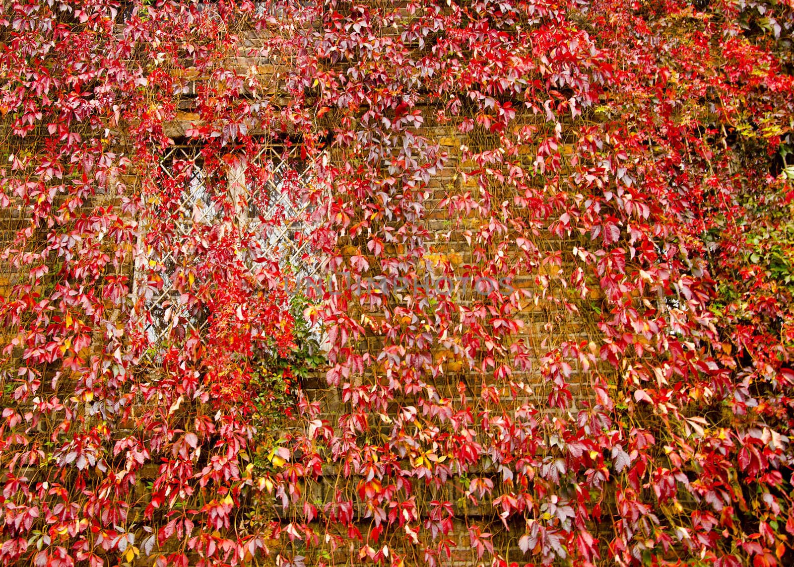 Colorful creepers covers wall made of concrete. Autumn colors.