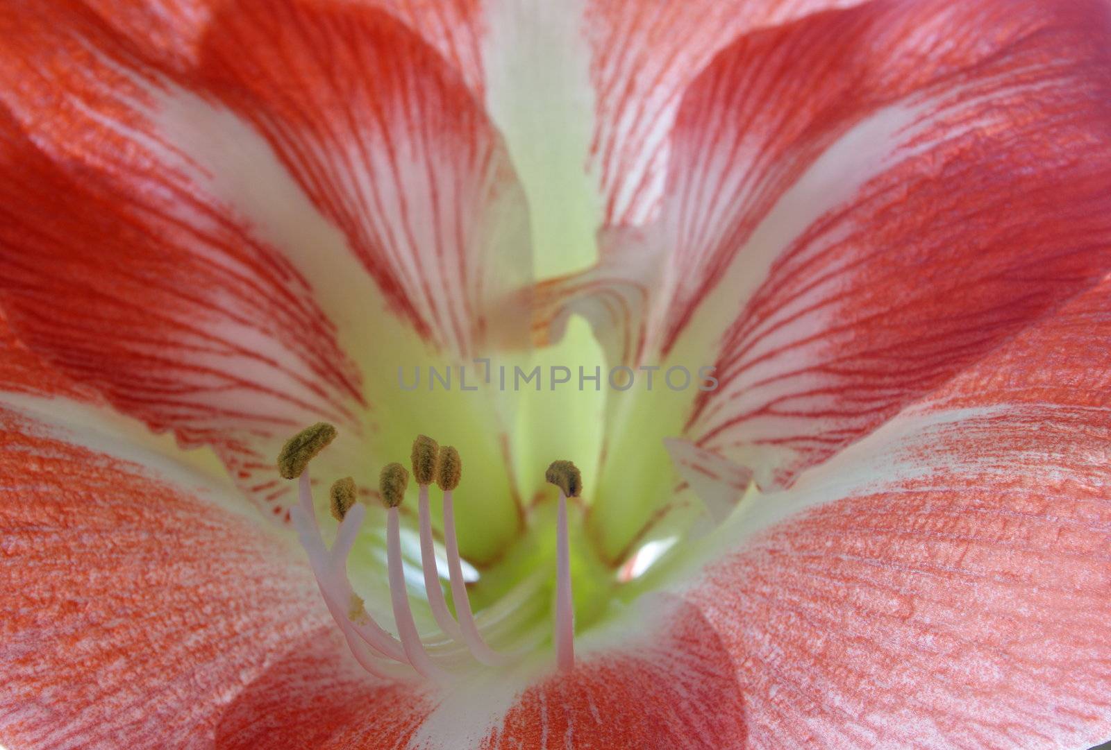 detail of the amaryllis flower
