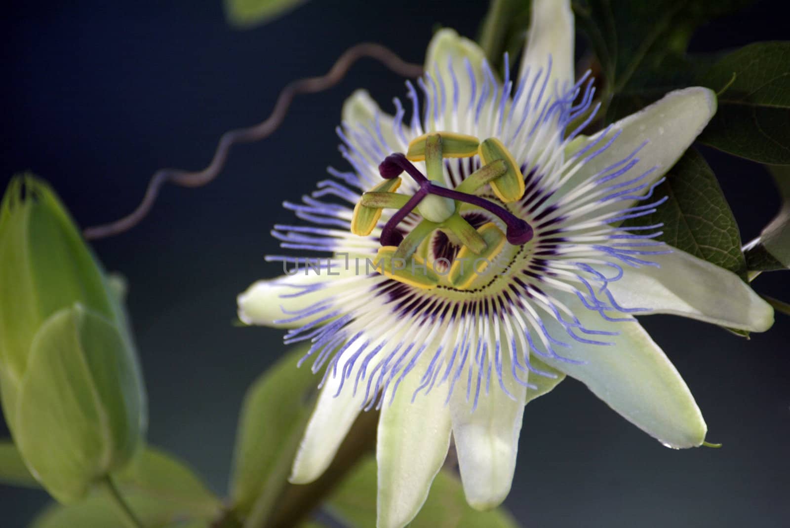 Passion Flower by atlas