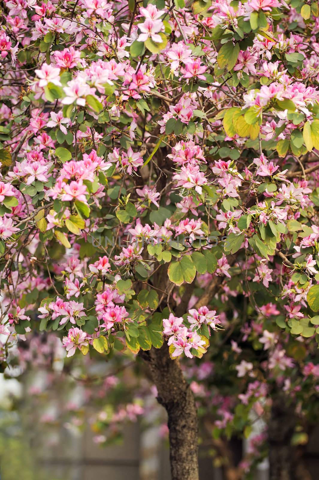 Hong Kong orchid tree(bauhinia), closeup image of red and purple flowers in city street.