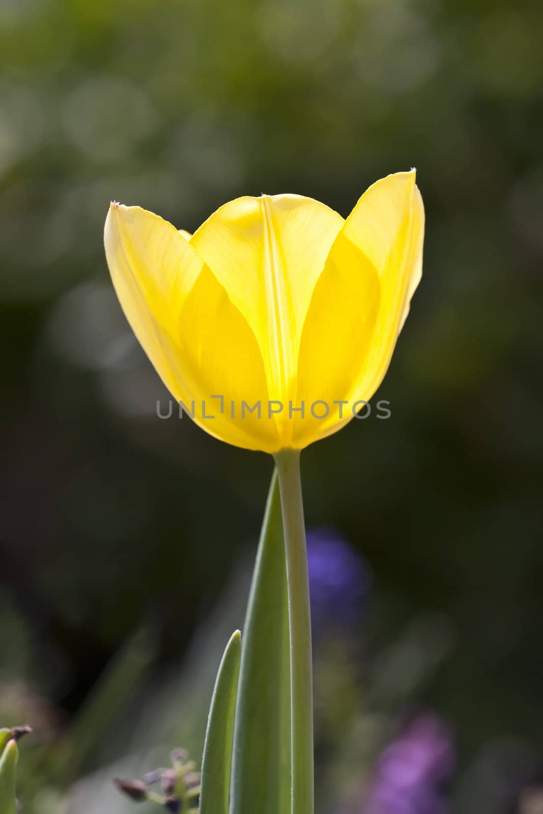 An image of a beautiful yellow tulip in the garden