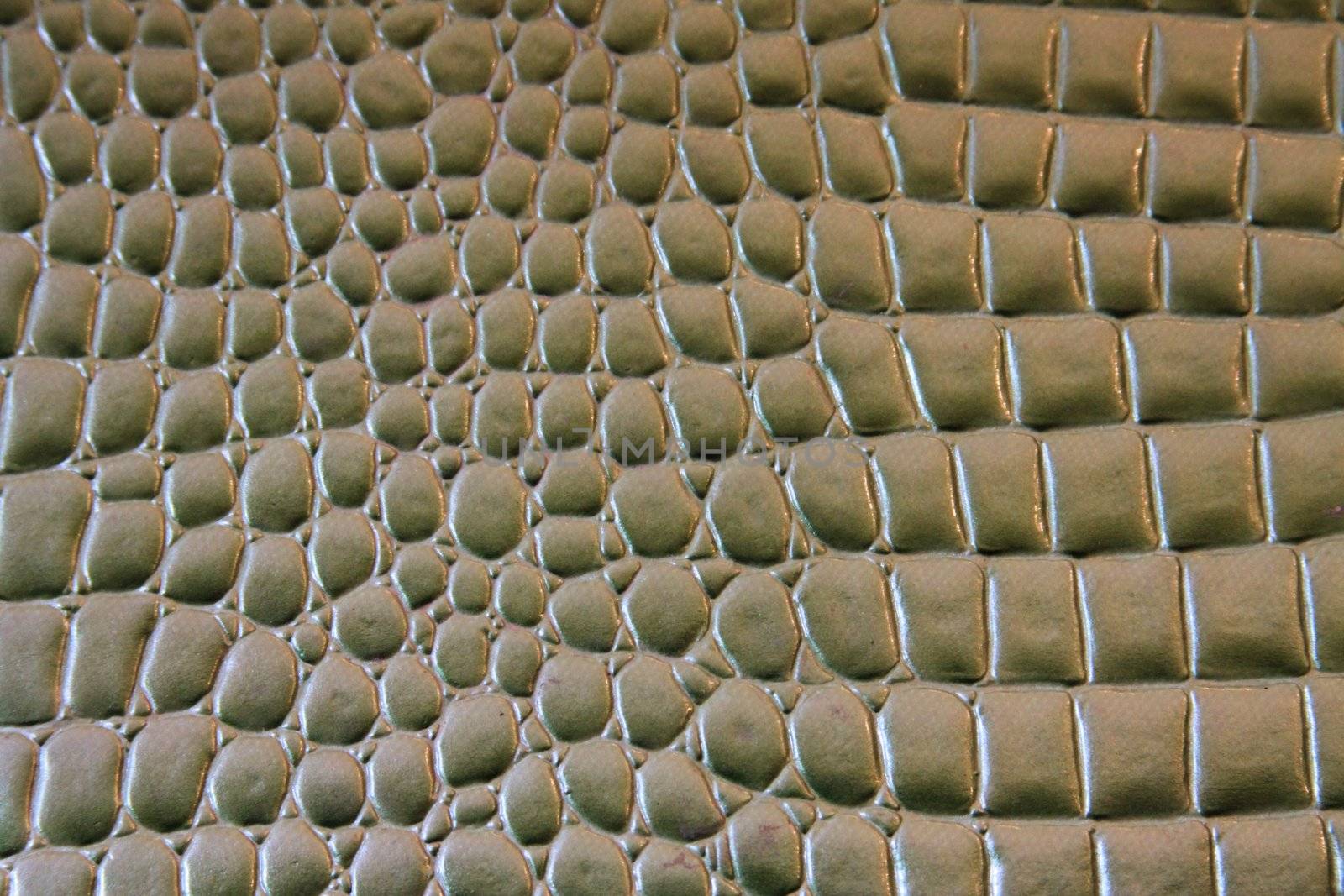 Close up of a Crocodile Leather.