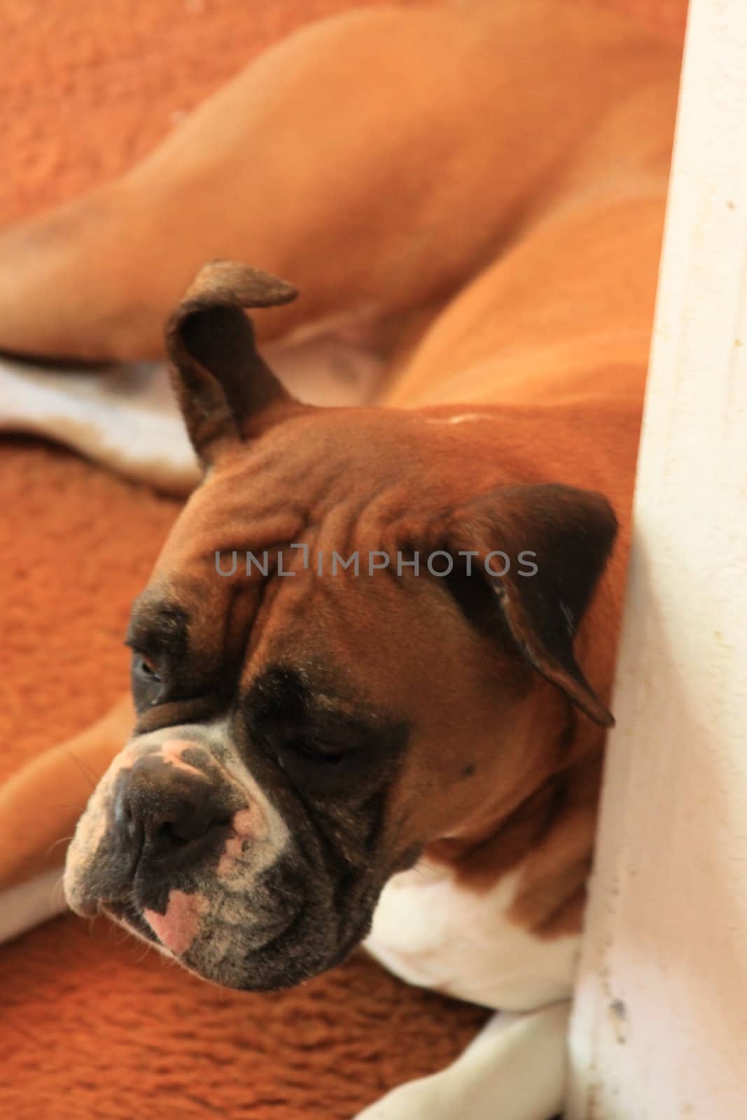 Close up of a boxer dog.