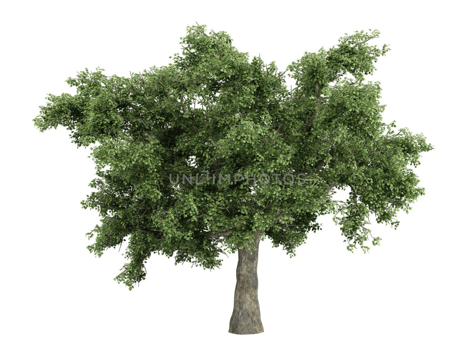 Oak or latin Quercus isolated on white background