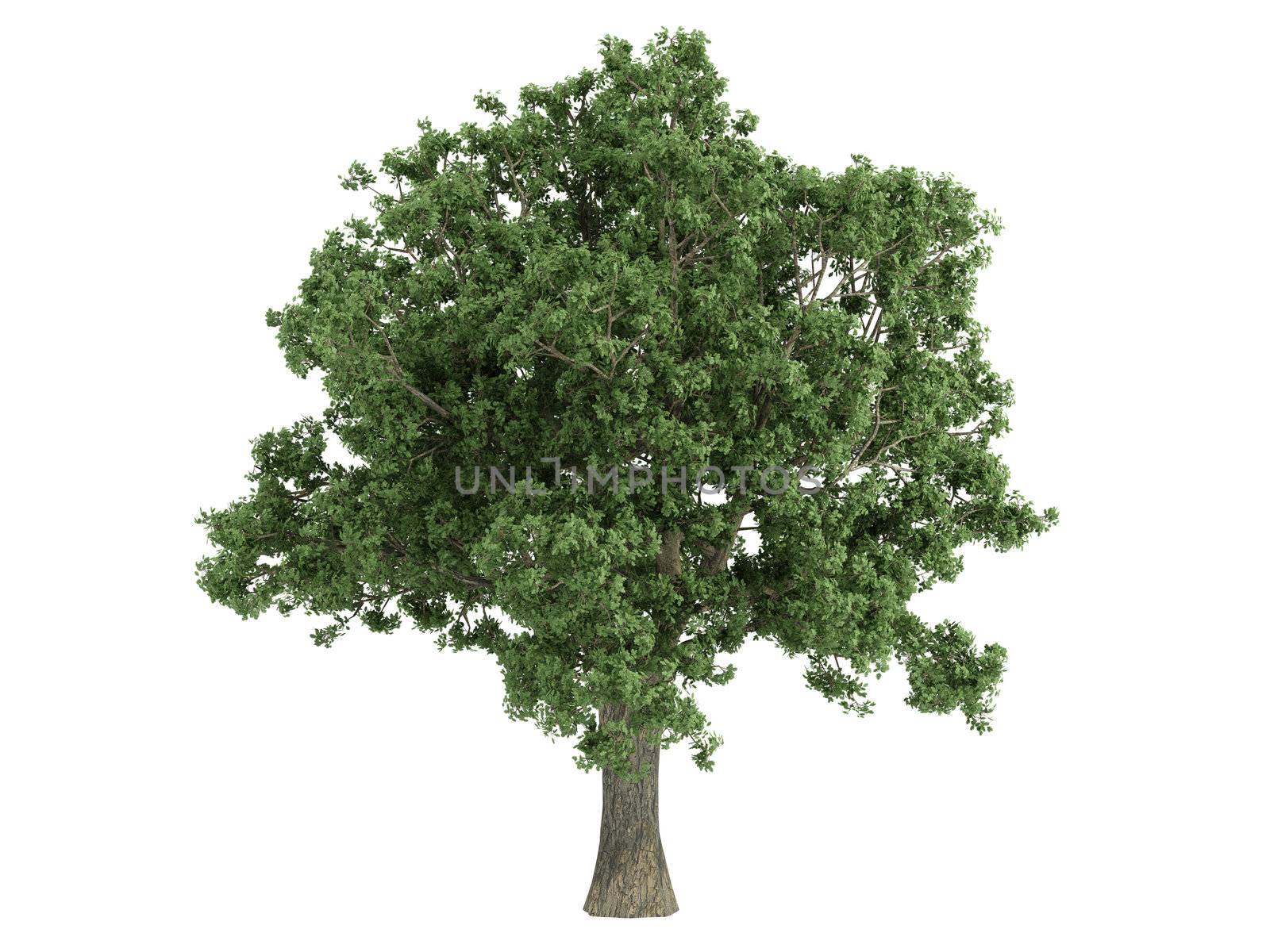 Oak or latin Quercus isolated on white background