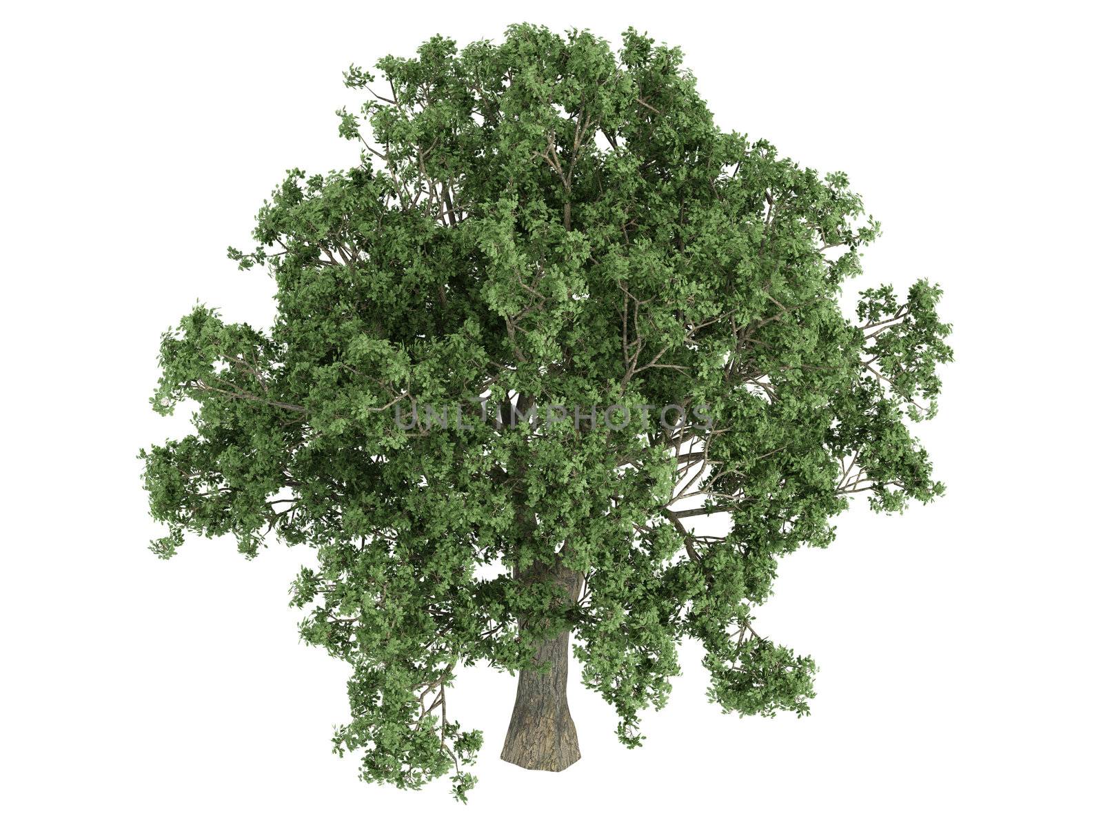 Oak or latin Quercus isolated on white background