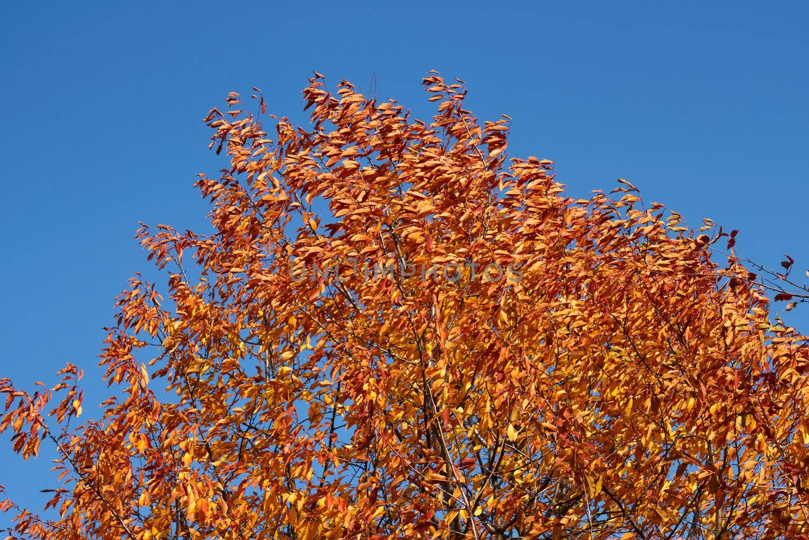 Cherry tree in autumn beauty by qiiip