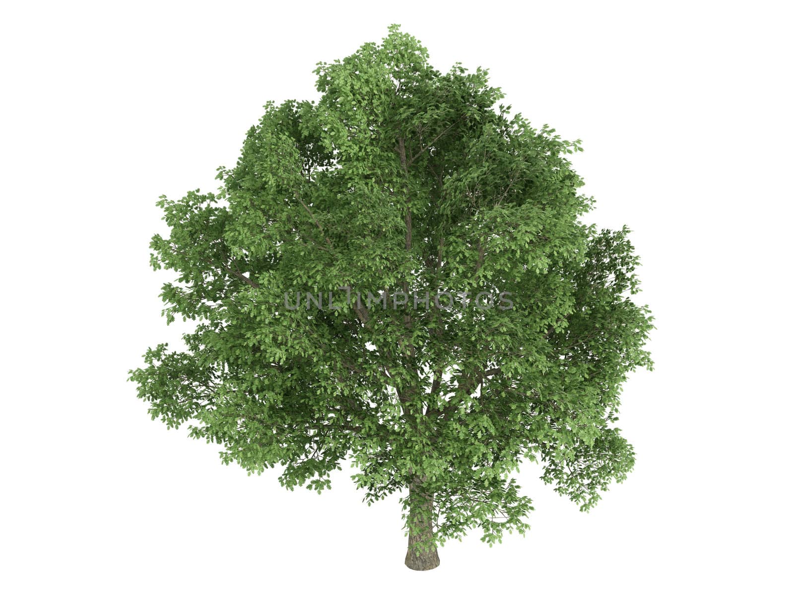 Oak or latin Quercus robur isolated on white background