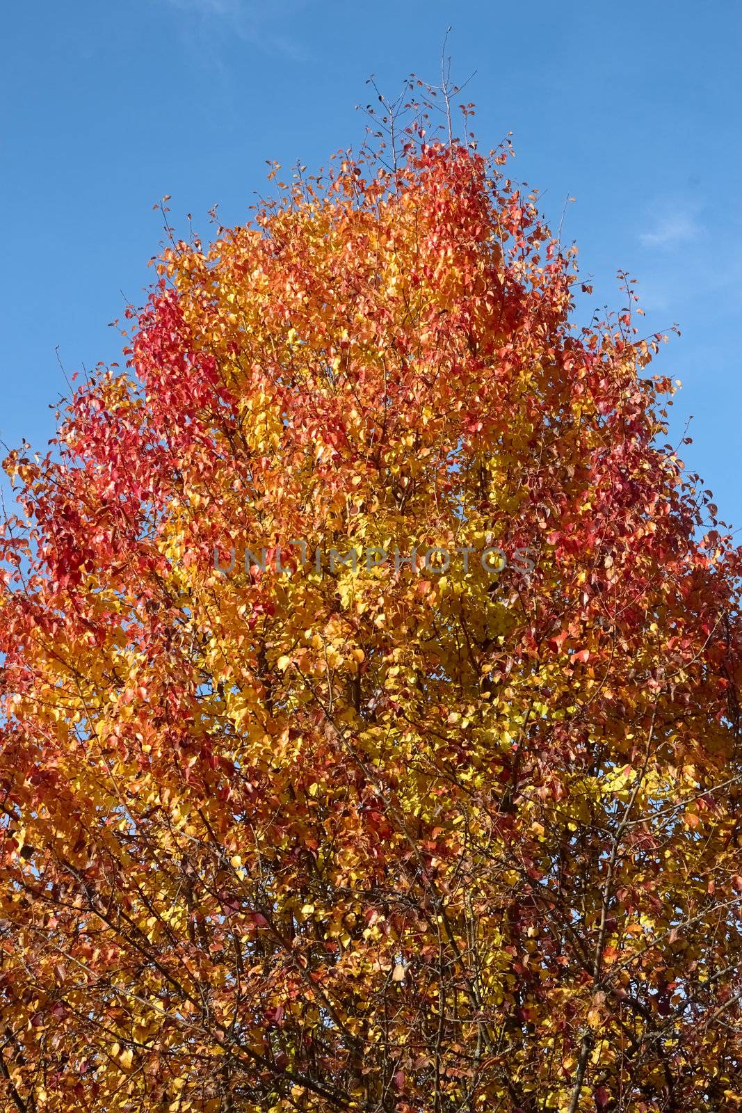 Pear tree in autumn beauty against a background of blue sky. The end of October