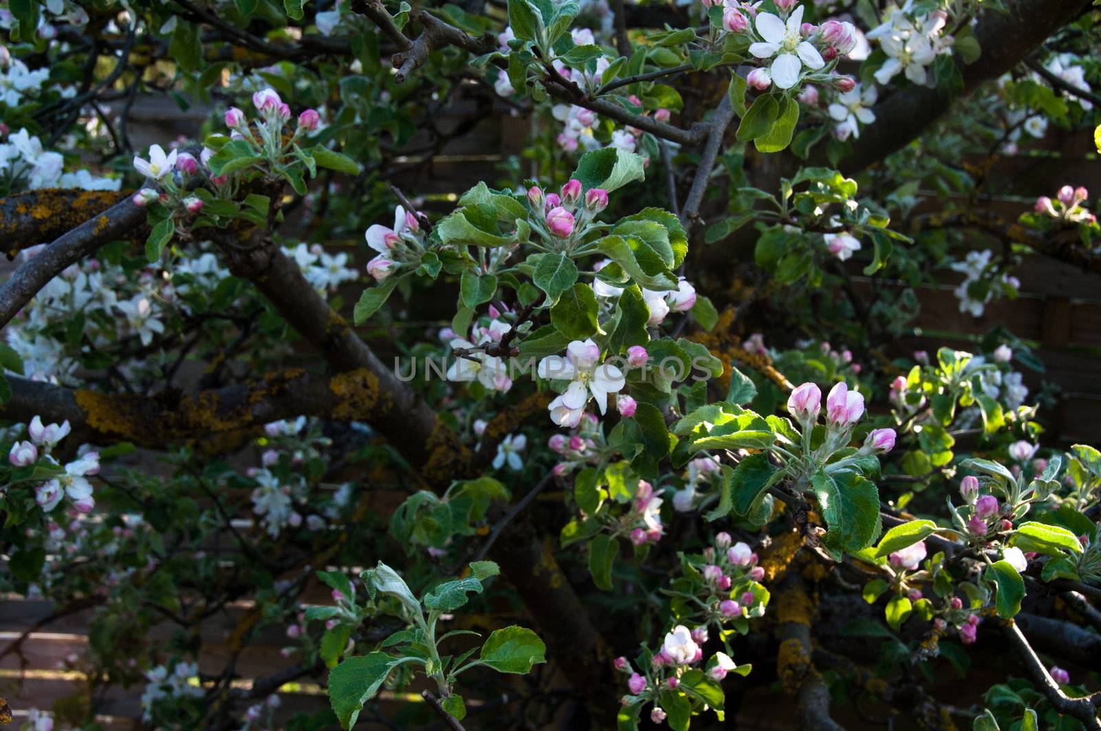 Closeup of an apple blossom and buds in early spring