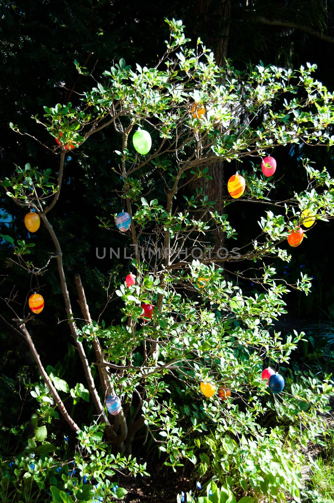 Easter tree decorated with colored eggs in spring sun