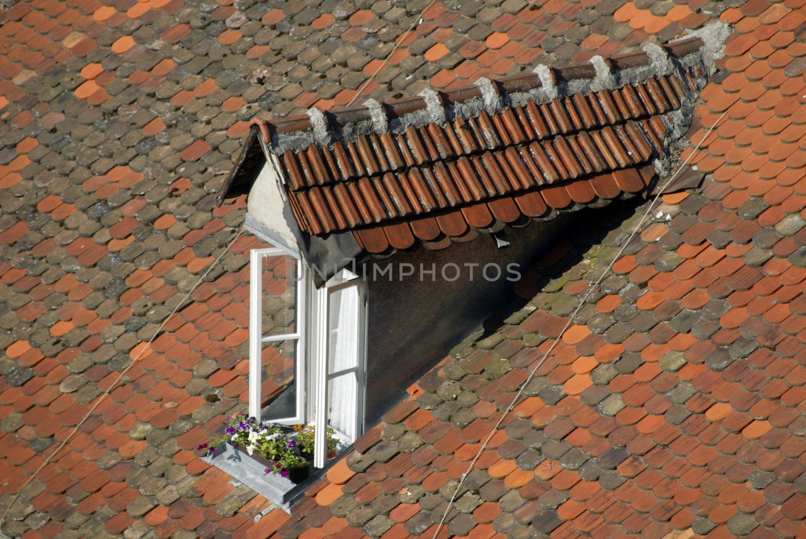 Closeup of window with flowers by atlas