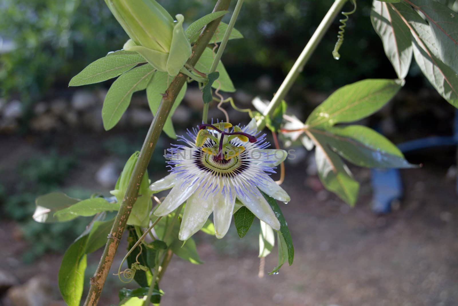 Passion Flower by atlas