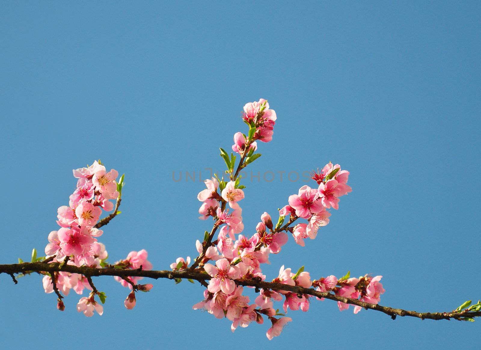 Peach flower (Prunus persica)