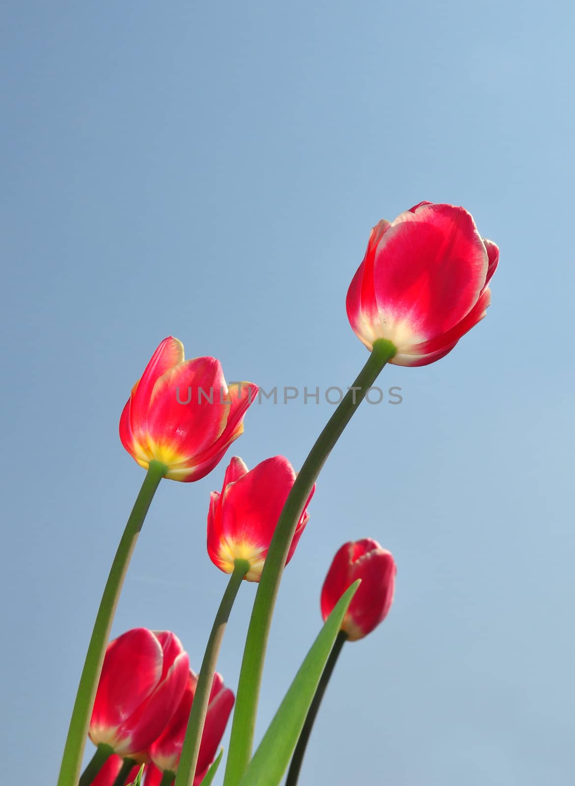 Red tulips