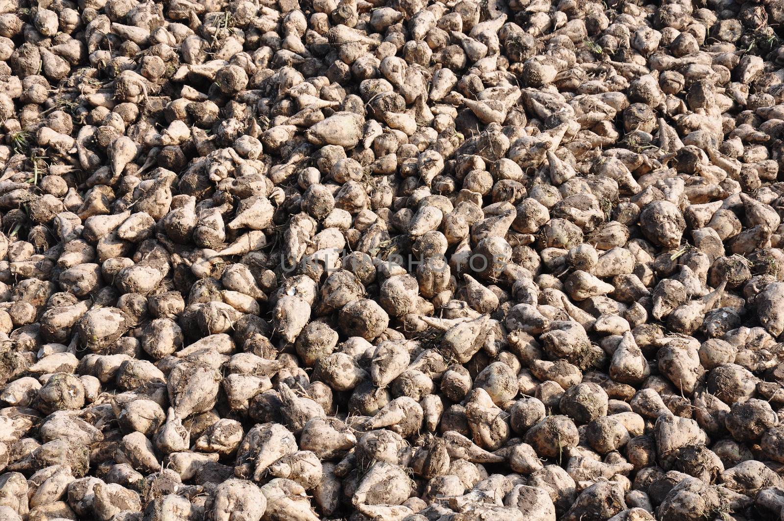 Sugar beets