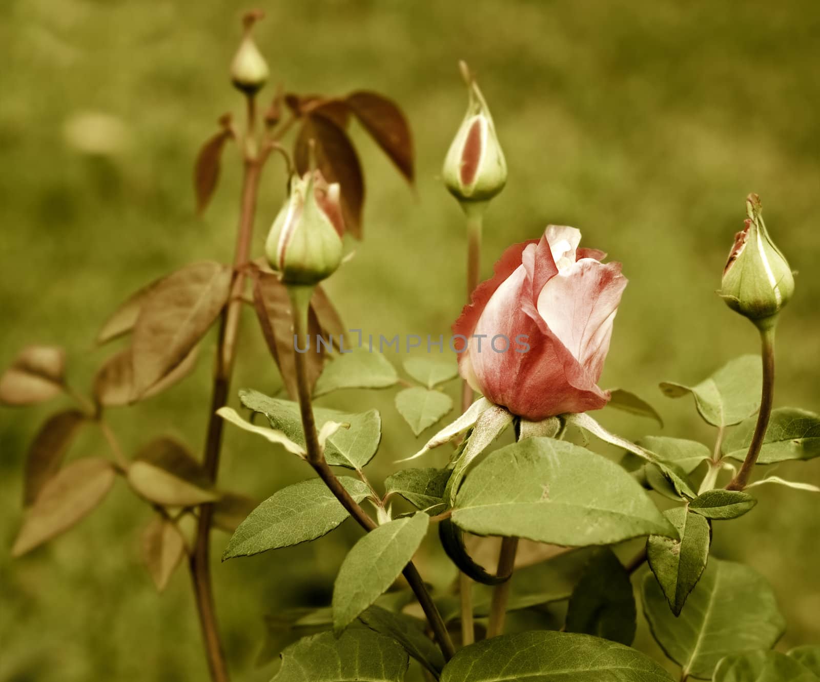floral antique red rose 