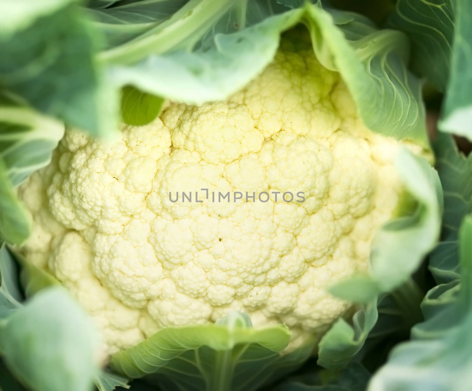 Organic gardening homegrown vegetables cauliflower fresh from garden