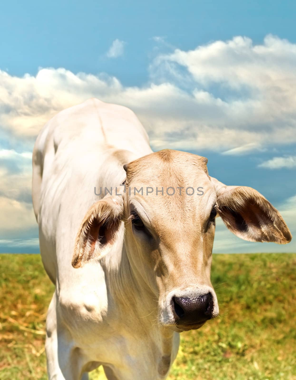 lone calf by sherj