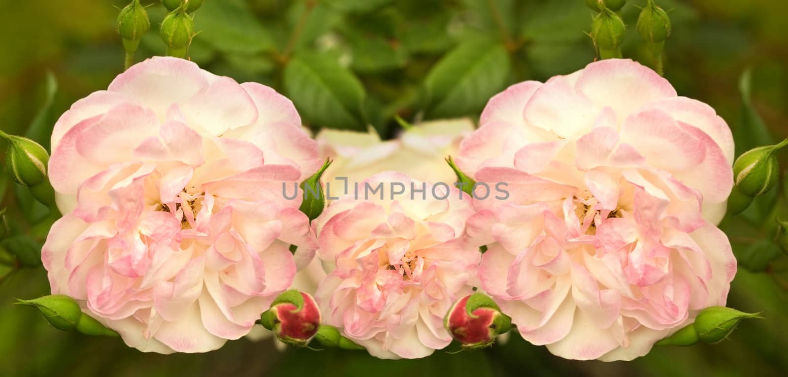 soft pink rose flowers blooming in spring 