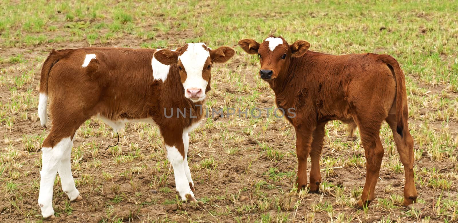 spring time new brown  calfs in pasture by sherj