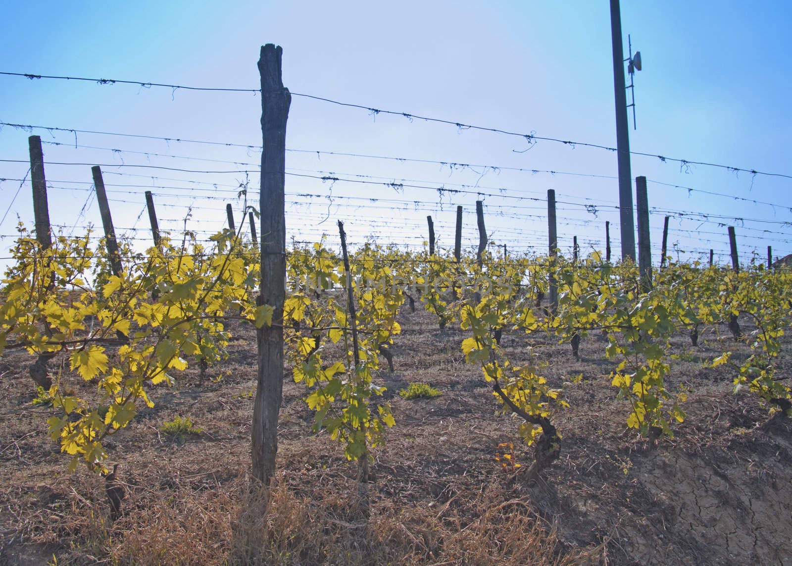 Green and gorgeous vineyard with blue sky