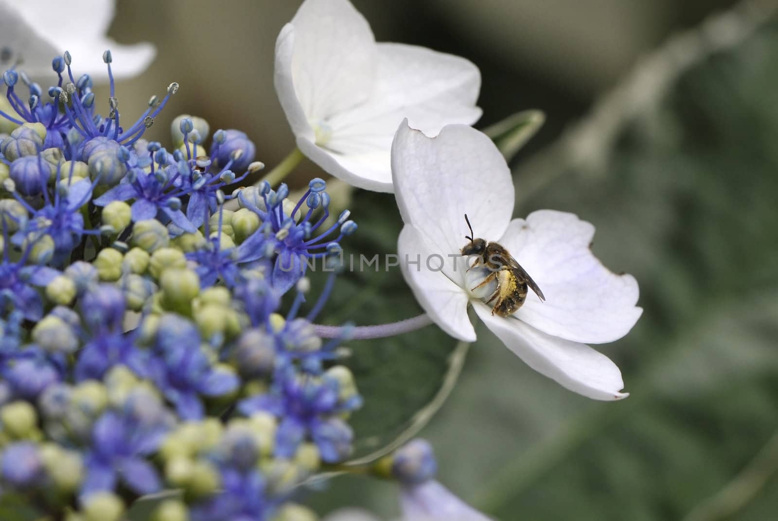 Bee with pollen in middle of a white flower by shkyo30