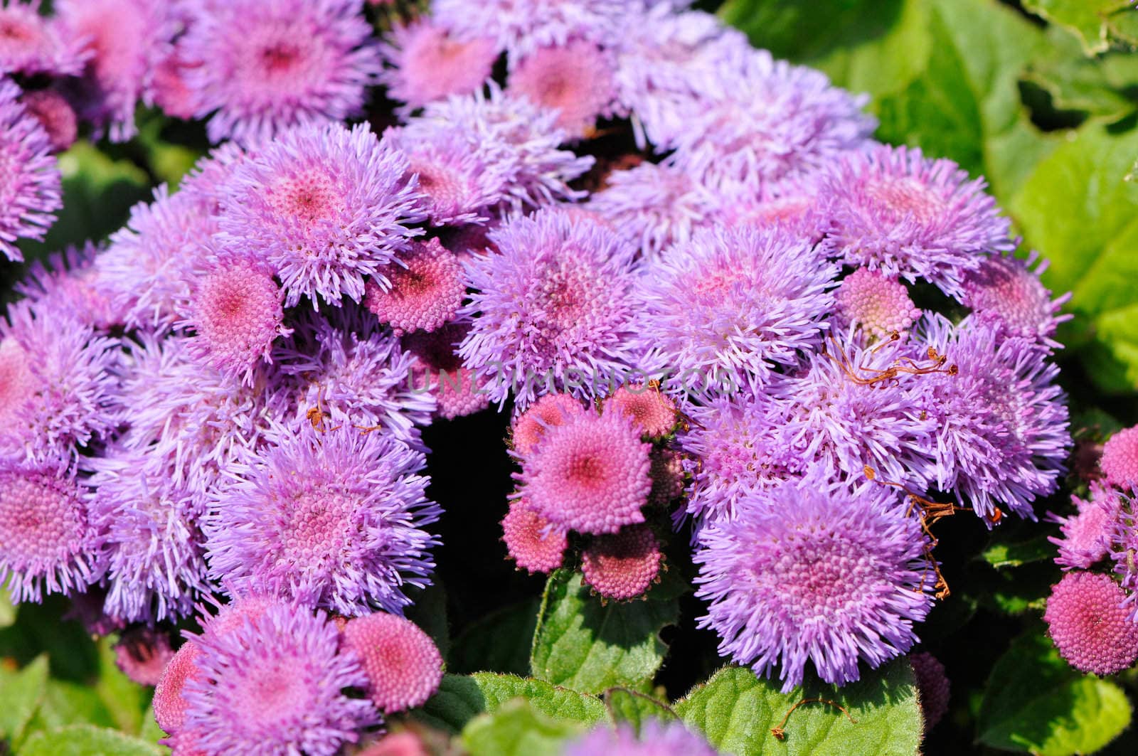 Bush of many purple and pink flowers with some green leafs